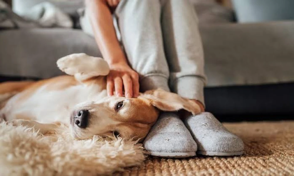 Helping Pets Feel Comfortable Through Better Daily Care And Close Observation Always Together
